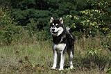 ALASKAN MALAMUTE 382